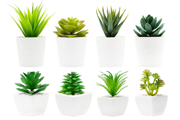 istock Indoor plant isolated on a white background 1391446981