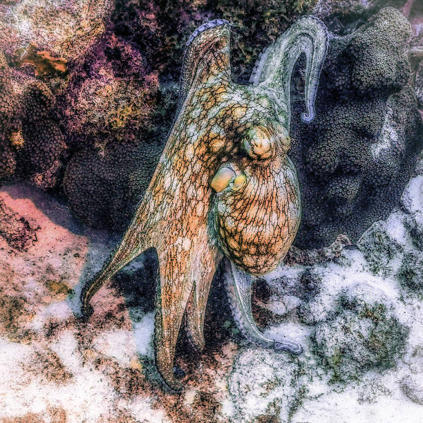 Underwater color photo of an octopus in the process of blending in with the surrounding coral.
