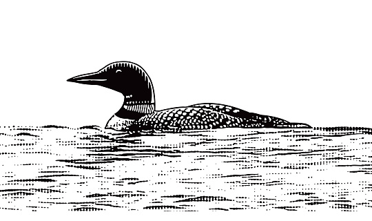 Common Loon floating on water