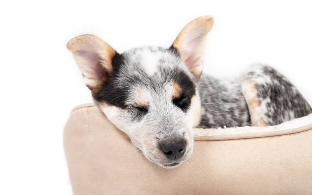 istock Little sleeping puppy in a doggy bed while facing the camera. 1391447385