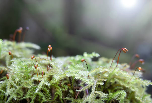 Macro of moos on forest ground with sunrays.