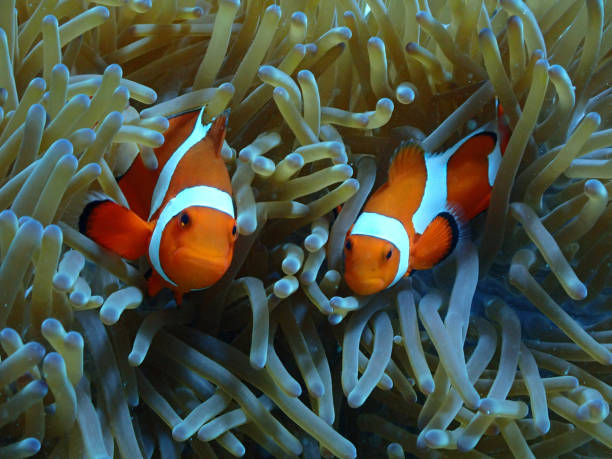 istock anemone and sea anemone Ishigaki Island 1391448104