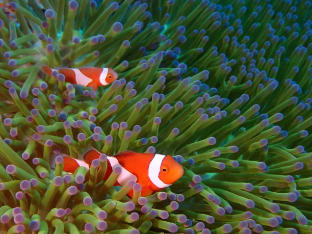 istock anemone and sea anemone Ishigaki Island 1391448164