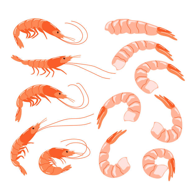 A set of shrimps in a shell and peeled A set of shrimps in a shell and peeled. Healthy seafood. Vector illustration isolated on a white background prawn animal stock illustrations