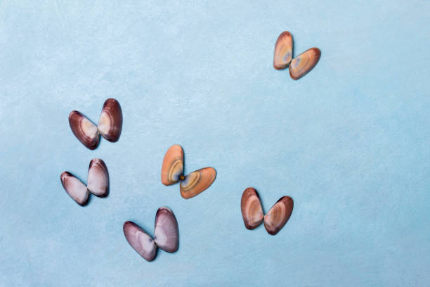 Seashell butterfly clam shells on blue background stock photo