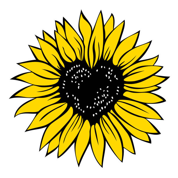 słonecznik w kształcie serca, ilustracja wektorowa izolowana na białym tle - sunflower hearts stock illustrations