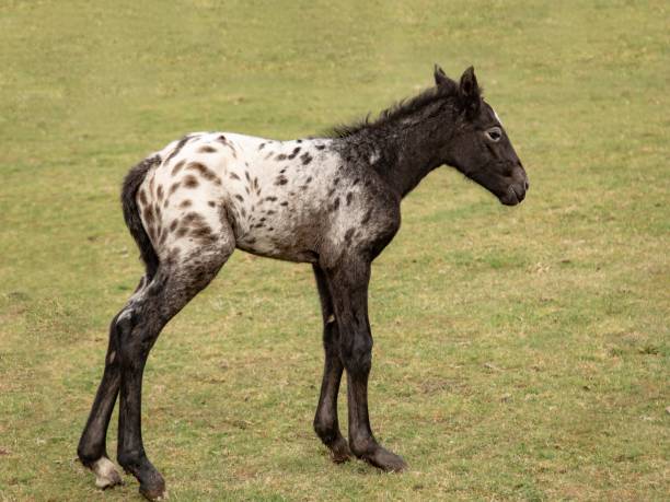 A portrait of a brown foal resting on the damp grass, its coat still glistening from the rain. The gentle expression in its eyes, combined with the fresh scent of the wet earth, captures the serene calm that follows a rainfall, embodying a moment of peace and renewal.