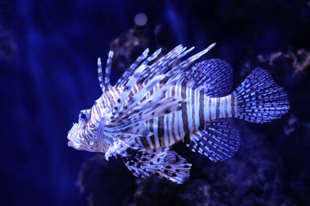 istock Red lionfish on a dark blue background. 1391449890