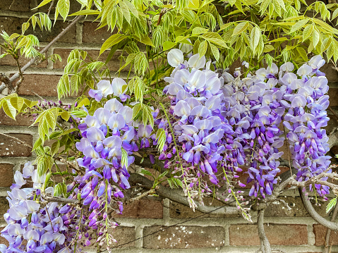 Close-up of a beautiful wisteria plant flowering in springtime.
