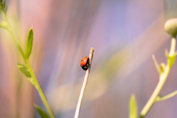 istock Ladybug macro photo. Ladybug on a green leaves in a meadow. 1391452026