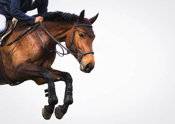 istock Close up jumping horse on a white background 1391453065
