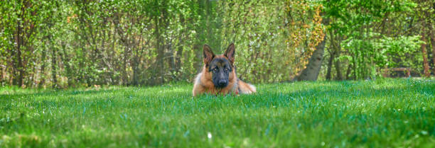 Panoramic with German shepherd dog sitting on lawn looking at camera Beauty image with German shepherd dog sitting on green grass looking at camera on sunny day. animal macho stock pictures, royalty-free photos & images