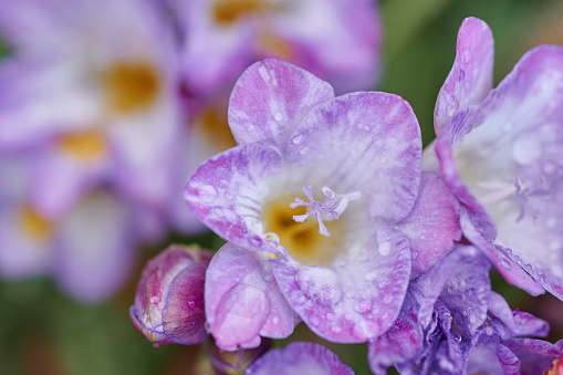 Beauty image with purple flower of Freesia wet and drops of water in full bloom.