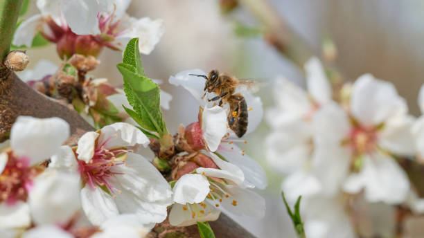 istock Close-up with bee sitting on almond blossom sucking nectar 1391454409