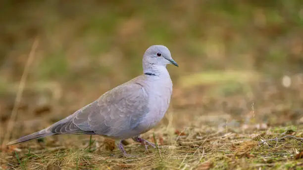 Photo of Ringdove walking in the park looking for food