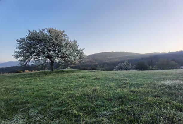 istock tree with flowers in a green meadow during the spring 1391454893