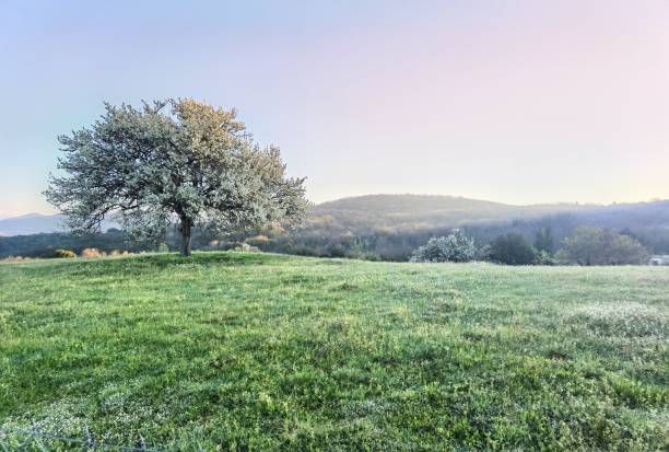 istock tree with flowers in a green meadow during the spring 1391455461