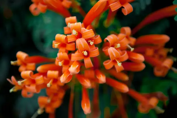 Pyrostegia Venusta, Flamevine, Orange Trumpetvine. Tropical Flowers in Thailand.