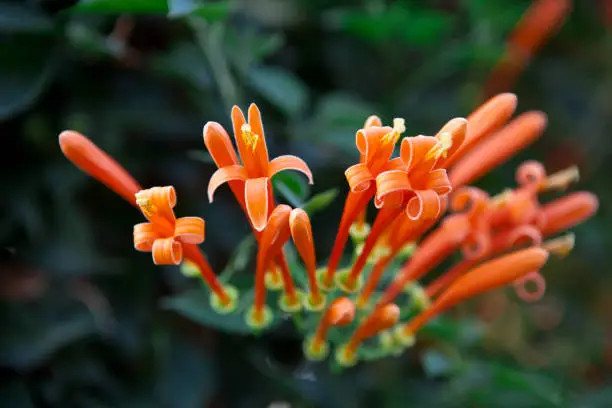 Pyrostegia Venusta, Flamevine, Orange Trumpetvine. Tropical Flowers in Thailand.