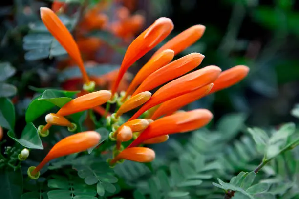 Pyrostegia Venusta, Flamevine, Orange Trumpetvine. Tropical Flowers in Thailand.