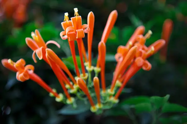 Pyrostegia Venusta, Flamevine, Orange Trumpetvine. Tropical Flowers in Thailand.