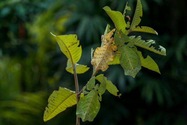 istock Dead leaf mantis. Green praying mantis that mimic dead leaves. Gian leaf grasshopper. 1391455853