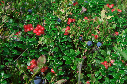 Lingonberry and blueberry shrubs with red, blue and ripe berries in the forest on sunny day