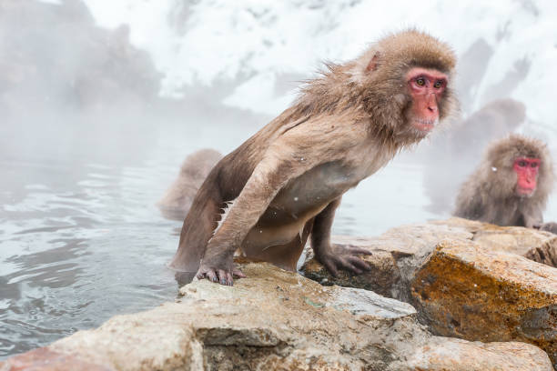 istock Snow monkeys sitting in a hot spring, Japan. 1391457282
