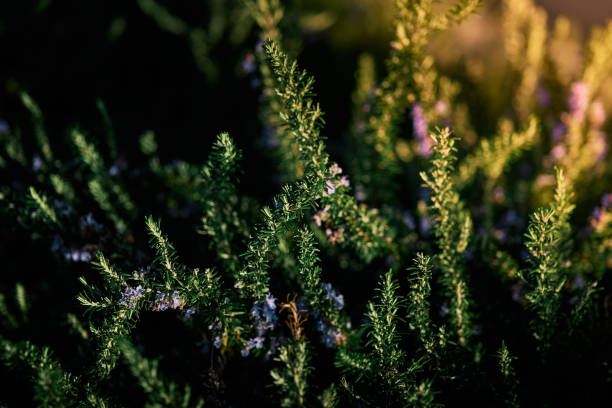 istock rosemary plant blooming in spring during the golden hour 1391458111