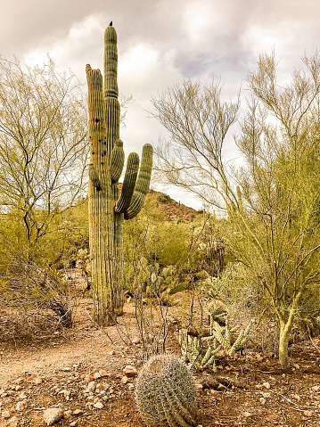 This is a scenic desert landscape with different varieties of cactus in the Saguaro National Park in Tucson, Arizona.