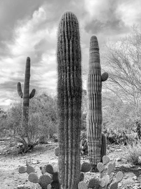 istock Desert Garden  Scottsdale, Arizona 1391458401