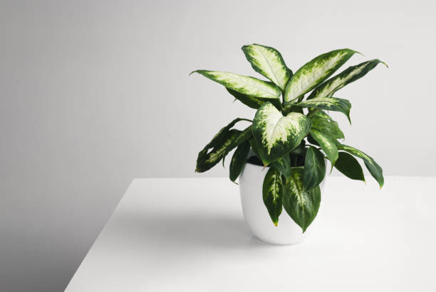 istock Dumb cane plant in a white pot 1391459243