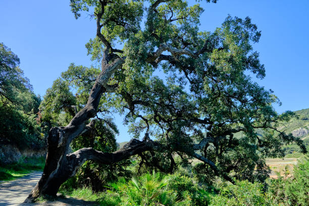 istock Great cork oak. Tree from which cork is extracted, used mainly for sealing alcoholic beverages with a stopper and covering of floors and walls, located in the Andalusia, Spain 1391459646