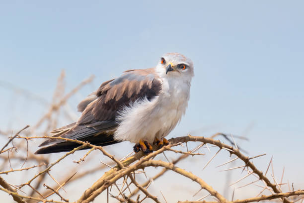 istock Black-winged Kite perched on a thorny acacia 1391459669