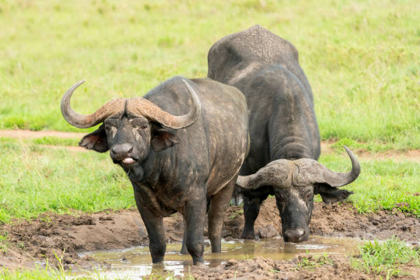 Sri Lanka’s wildlife is incredibly diverse, boasting lush rainforests, dry plains, and coastal wetlands. Home to iconic species like elephants, leopards, sloth bears, and vibrant birdlife, the island is a paradise for nature lovers. Its national parks offer unforgettable encounters with rare and endangered animals in their natural habitats
