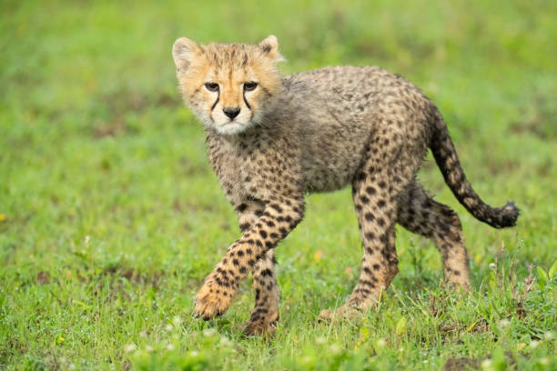 istock Cheetah Cub on the Open Savannah 1391459786