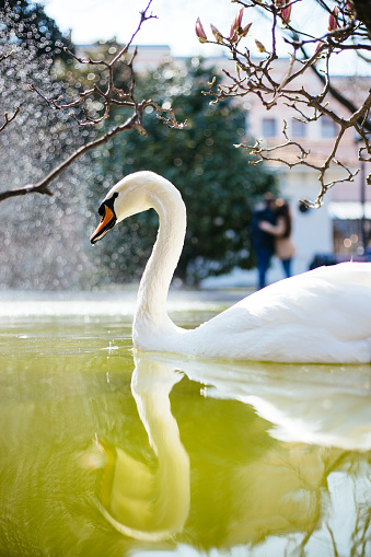 Trumpeter swan swimming in a river in Yellowstone.