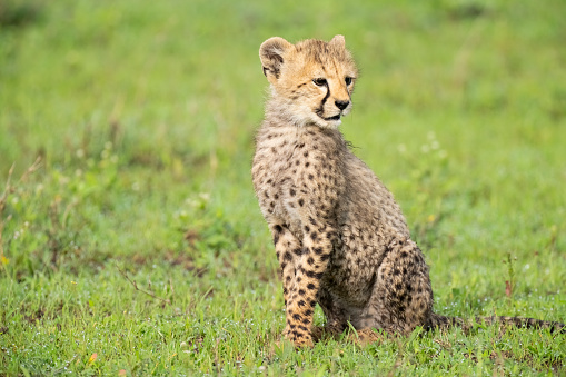 Cheetah (Acinonyx jubatus) juvenile. Ndutu region of Ngorongoro Conservation Area, Tanzania, Africa