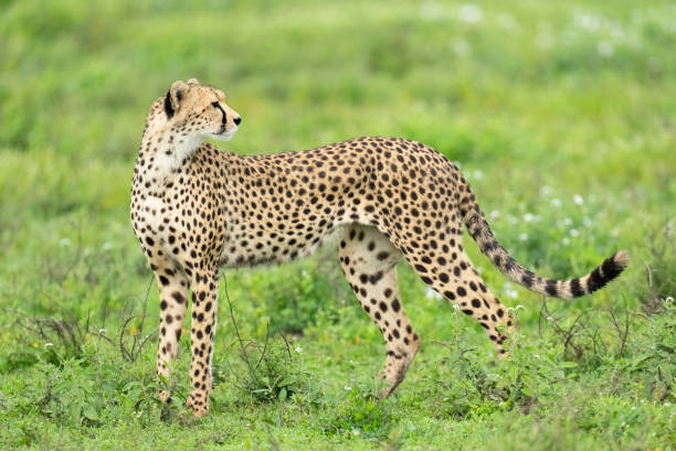 istock Cheetah on the African Savannah 1391459839