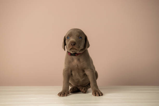 istock Adorable cute weimaraner puppy on beige background 1391459873