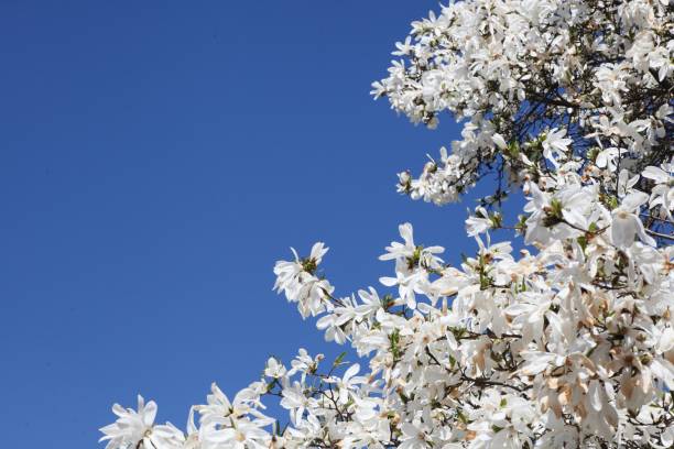 istock Blooming white magnolias against a blue sky. Tree in spring. Nature. Place for text 1391459917