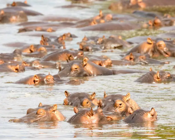 Photo of Hippo Herd in a River