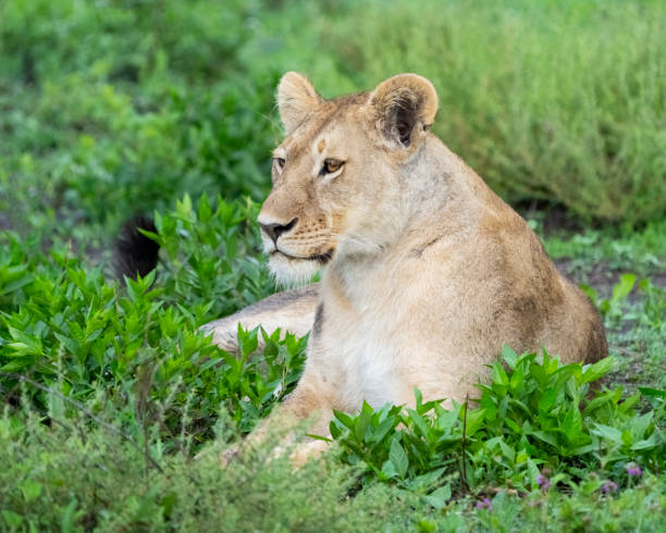 istock Lioness on the Savannah 1391461104