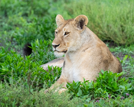 Lion (Panthera leo) female. Ndutu region of Ngorongoro Conservation Area, Tanzania, Africa