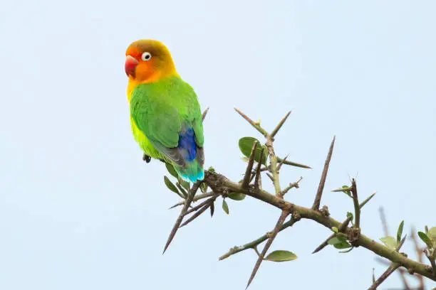 Photo of Lovebird perched on a thorny Acacia branch