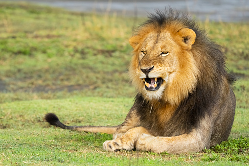 Lion in Amboseli and Masai Mara National Park