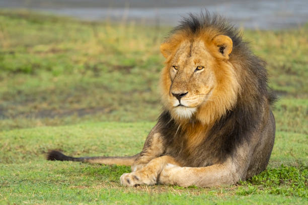 leone maschio sulla savana - animale maschio foto e immagini stock