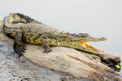 Nile crocodile (Crocodylus niloticus). Ndutu region of Ngorongoro Conservation Area, Tanzania, Africa