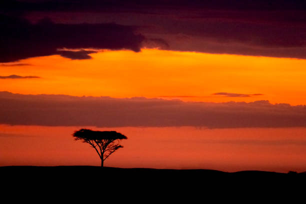 istock Savannah Sunrise and Acacia Tree 1391461260