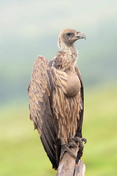istock White-backed Vulture in Rain with Distended Crop 1391461316